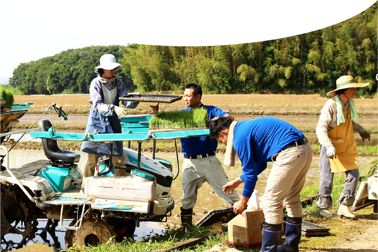 田植えの様子